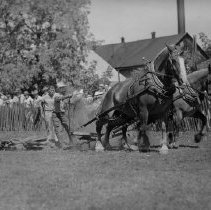 A team of horses led by John Marsh of Oxford compete in the Peach Festival
